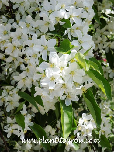 Jacki has large white flowers.